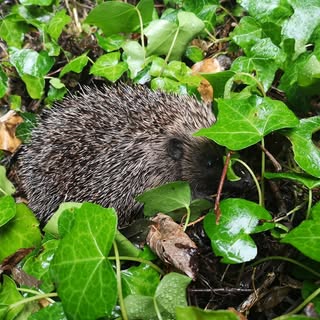 Hedgehog Rescue Dublin