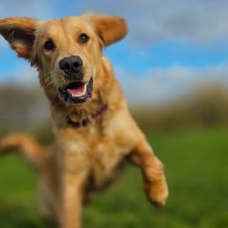 🐾 Mindy the Goldie: Dog Travel | Europe Adventures