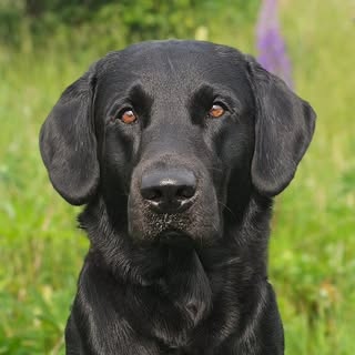 Bahloo🐾🇩🇰 Black Labrador Retriver