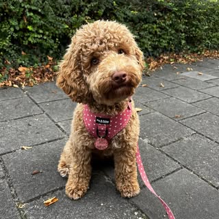 Rosie-Lou 🎀