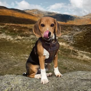 Riva the beagle