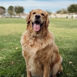 Milo🥐| The Golden Retriever