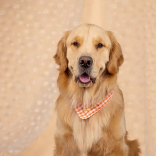 Leo the Golden