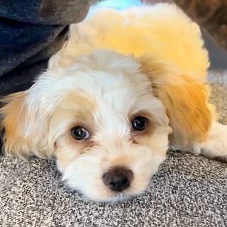 Penny the Cockapoo