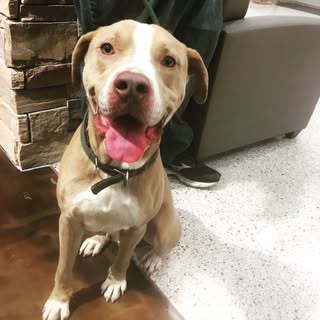 Pasadena Animal Advocates
