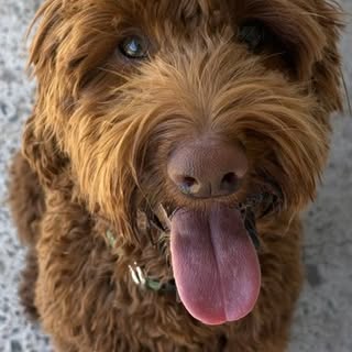 Nala Red Cockapoo Clown Dog🐶🤡