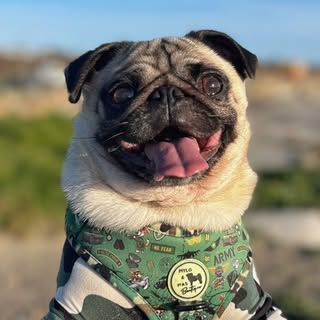Mylo Murphy | Irish Dog Creator 🎥