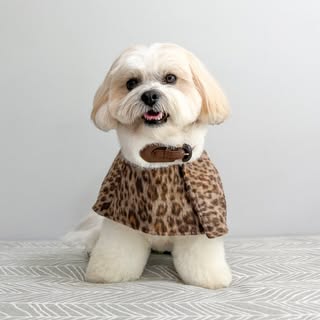 Teddy