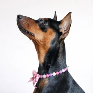 Bailey | Miniature Pinscher