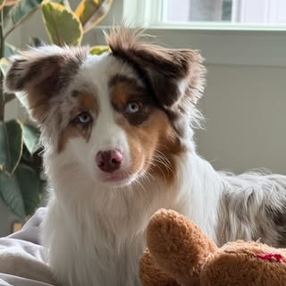MaizeOnTheMove