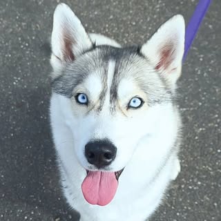 Pandora | Husky Life 🐺