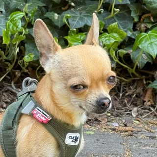 Cecio the Chihuahua