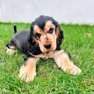 Alfie the Show Cocker Spaniel 🐾🤍