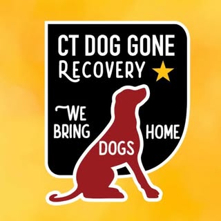 CT Dog Gone Recovery