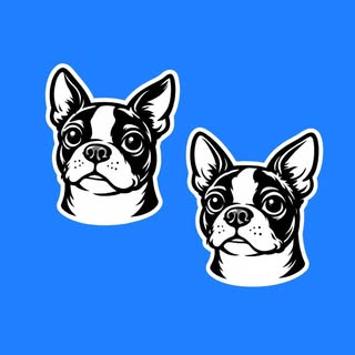 The Zoomie Duo | Boston Terriers