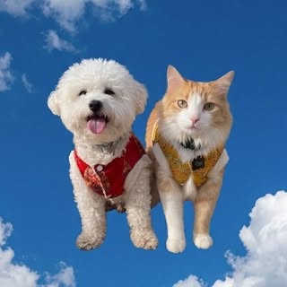 Terri 🐶 and Timmy 🐱