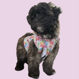 Daisy the Shihpoo Puppy