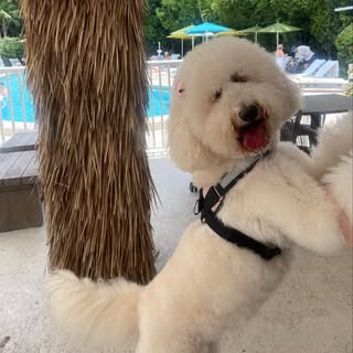 maggiethatdoodlegirl