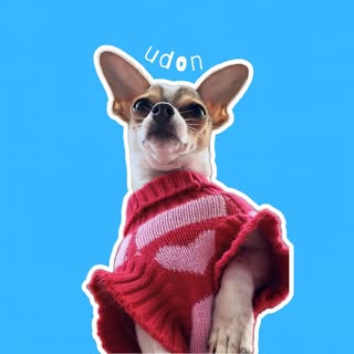 udon | chihuahua dogfluencer