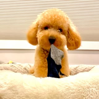 Chewie the Miniature Poodle