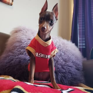 Earl Denise & Charlotte TheMinPins