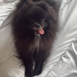 Lifeoftinybeau