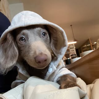 Siena 🎀 | Dog Humor & Drama