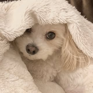 Tessa | NYC Dog Life