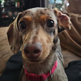 The Pipfluencer