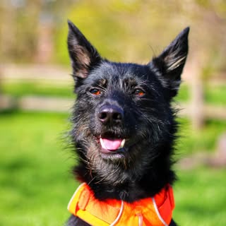 Ronald The Bearded Shepherd