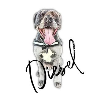 🩶✨ Diesel ✨🩶