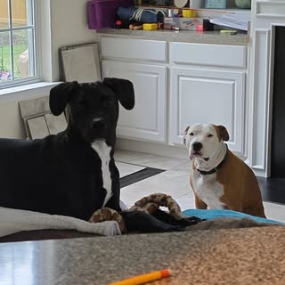 Tig and Bella 🐶💜