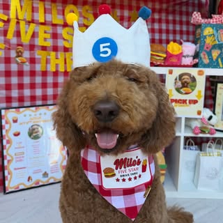 MILO | f1bb goldendoodle 🐶🤎