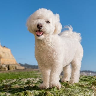Bailey Bear