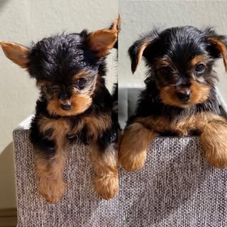 Leila and Fredy 🐶🐶