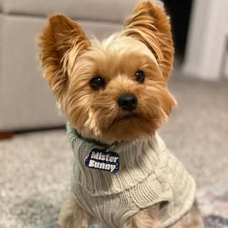 Mister Bunny & Binky Yorkie Dog Models 🐾💙