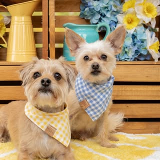 Linus & Lucy in Lemon Grove