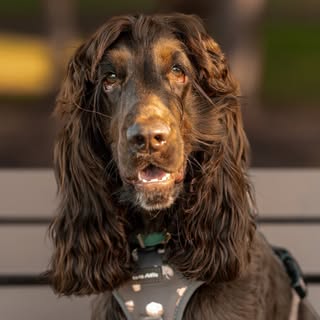 Rupert the English Cocker Spaniel