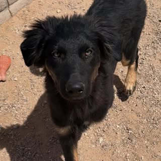 AZ Rescue Life