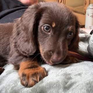 Winston The Ween