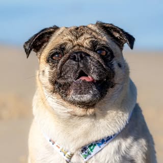 Cute Pug Peppa 🐾💖