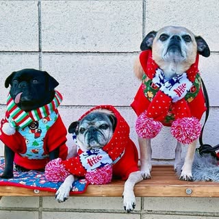 Frankie, Chloe & Luna