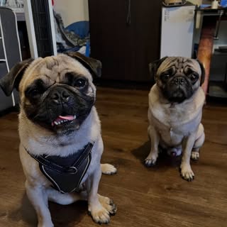 Max and Tommy