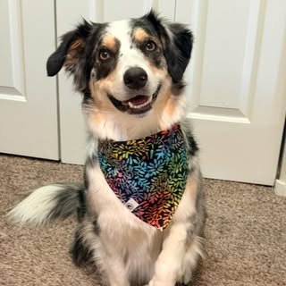Hazel 🐾