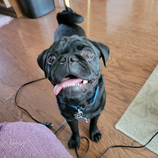 Preston the Pug