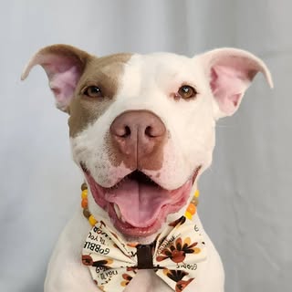 Finn