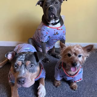 Double Trouble Pets