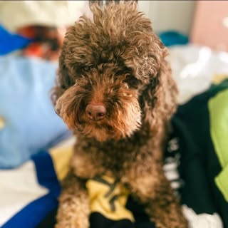 Bodhi 🐶