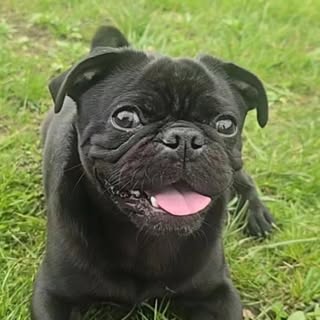 Angus the wee black pug