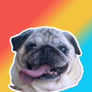 Pug Dogs with a hint of comedy 🌈💙🫶🐾